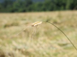 “İza Buğdayı” Bolu’nun Tescilli Ürünü Olacak
