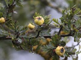 BAİBÜ Ziraat Fakültesinden Şifa Kaynağı Alıç Hakkında Bilgiler