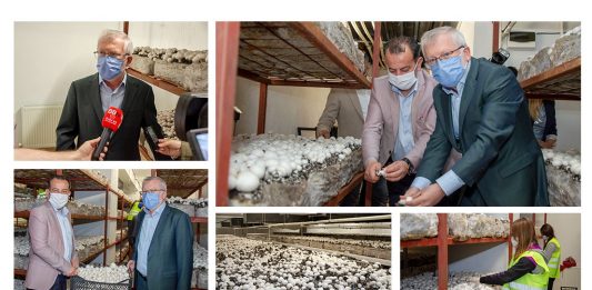 BAİBÜ’de Üretilen Organik Mantarların Hasadı Başladı