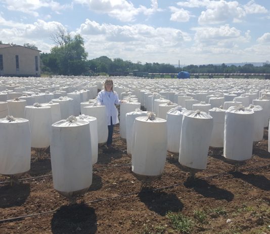 BAİBÜ’nün Şeker Pancarını Geliştirmeye Yönelik Projesi TÜBİTAK Tarafından Kabul Edildi